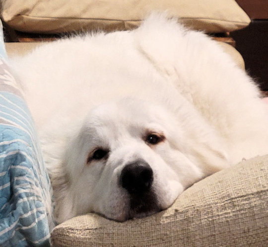 グレート・ピレニーズのつばき - 美味しいお茶を楽しみ大型犬と遊ぶ店