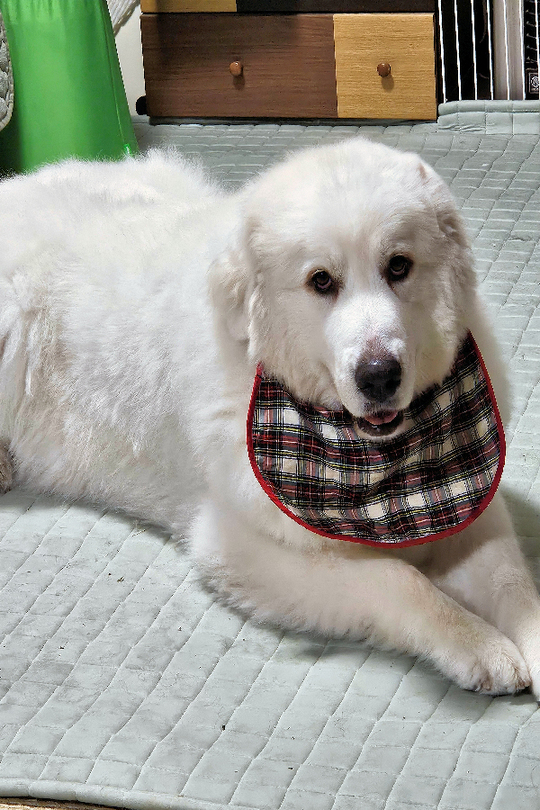 グレート・ピレニーズのつばき - 美味しいお茶を楽しみ大型犬と遊ぶ店