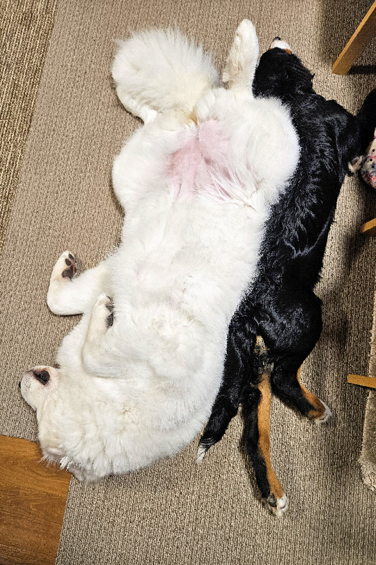 グレート・ピレニーズのつばき - 美味しいお茶を楽しみ大型犬と遊ぶ店