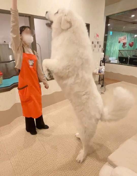 グレートピレニーズ（立ちポーズ） グレートピレニーズ（立ちポーズ） 2人だけにしかわからない会話をして