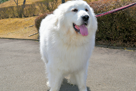 グレートピレニーズ（立ちポーズ） グレートピレニーズ（立ちポーズ） 立ち まし た