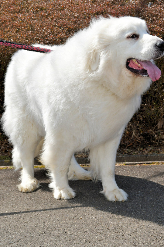 グレート・ピレニーズのつばき - 美味しいお茶を楽しみ大型犬と遊ぶ店